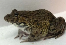 2批次石蛙检出兽药呋喃唑酮代谢物残留;茄子重金属镉超标;华顺食品生产的沙琪玛过氧化值超标｜浙江-测客