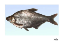 2批次水产品抗生素恩诺沙星超标;芹菜中农药甲基异柳磷超标;油条过量使用明矾｜安徽-测客