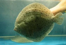 检出磺胺类药物超标,沃尔玛惊现问题多宝鱼!|湖北-测客