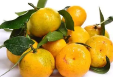 检出农药超标,这样的小叶桔吃多了会上火,还可能伤身!|天津-测客